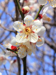 800px-Prunus_mume 800px-Prunus_mume